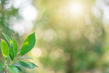 Obraz premium The green leaves with the most beautiful of the blurred background are presented in the morning. It very comfortable and peace when we see. In addition, the green leaves help us to relax and fresh.