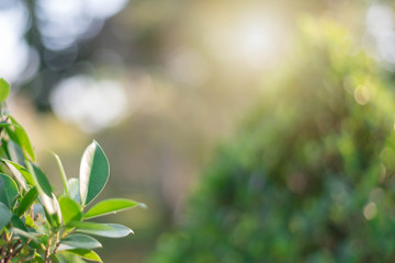 The green leaves with the most beautiful of the blurred background are presented in the morning. It very comfortable and peace when we see.  In addition, the green leaves help us to relax and fresh.