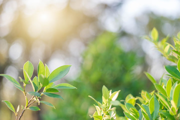 The green leaves with the most beautiful of the blurred background are presented in the morning. It very comfortable and peace when we see.  In addition, the green leaves help us to relax and fresh.