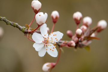 a white blossom in spring
