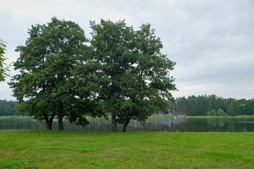 Fototapeta premium Lonely tree on the bank of the river .