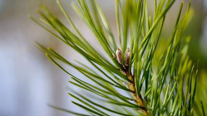 pine, tree, christmas, background, branch, forest, white, green, isolated, vector, nature, cone, fir, decoration, design, holiday, plant, season, evergreen, closeup, spruce, art, cedar, wood