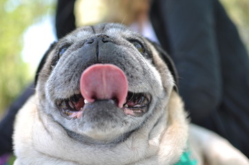 Portrait of an old pug dog looking at camera