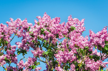 Obraz premium Lilac flowers in spring garden in the sunlight