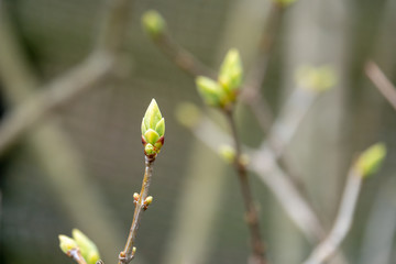 young buds in spring