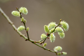 young buds in spring