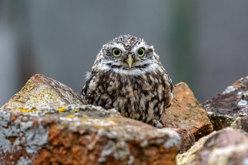 Little Owl (Athene noctua) in completely natural habitat