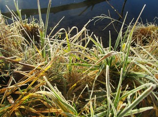 Gras / Gräser mit Rauhreif / Reif