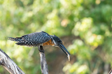 Successful Giant Kingfisher with fishin ist bill/beak in the morning light at Chobe Riverfront, Botswana, Africa.