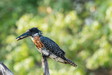 Successful Giant Kingfisher with fishin ist bill/beak in the morning light at Chobe Riverfront,...