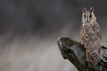Long Eared Owl (Asio flammeus) on completely natural perch