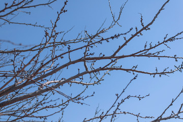 Fototapeta na wymiar Plum branches with buds against a blue clear sky. Spring has come. The sun's rays warm the trees