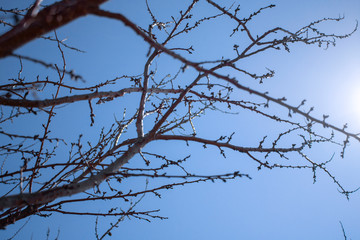 Fototapeta na wymiar Plum branches with buds against a blue clear sky. Spring has come. The sun's rays warm the trees