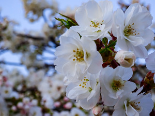 Beautiful cherry blossom flower on nature background, soft focus and retro color tones