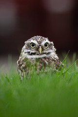 Little Owl (Athene noctua) in completely natural habitat
