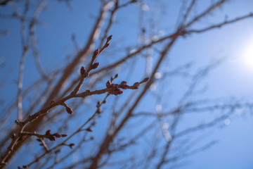 Plum branches with buds against a blue clear sky. Spring has come. The sun's rays warm the trees