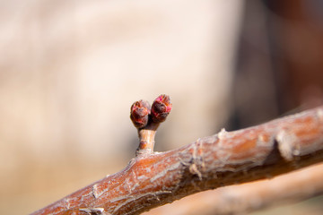 Plum branches with buds against a blue clear sky. Spring has come. The sun's rays warm the trees