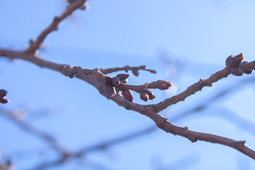 Plum branches with buds against a blue clear sky. Spring has come. The sun's rays warm the trees
