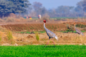 Fototapeta premium Sarus Crane walking in farm feild