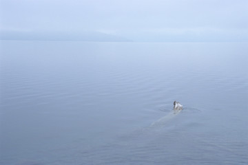 The stillness of Lake Shikotsu - 支笏湖の静寂
