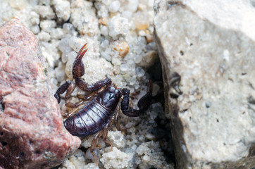 Scorpion creeps on the sand close up