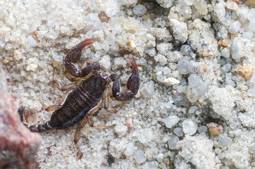 Scorpion creeps on the sand close up