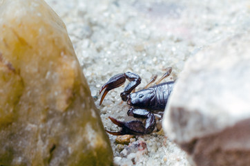 Scorpion creeps on the sand close up