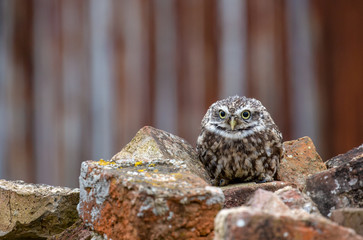 Little Owl (Athene noctua) in completely natural habitat