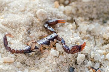 Scorpion sitting on a stone close up