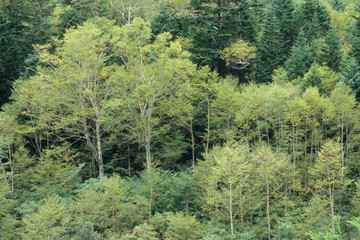 Northern Alps Kamikochi, Yokoo Valley Forest - 北アルプス上高地・横尾谷の森