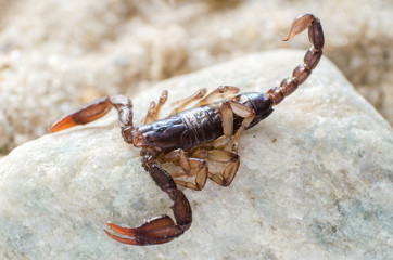 Scorpion sitting on a stone close up