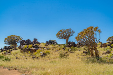 Quiver tree forest at Keetmanshoop