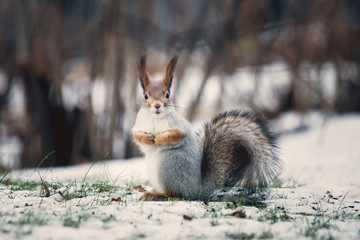 Naklejka na ściany i meble A very beautiful squirrel stands in a winter meadow with funny folded paws and looks surprised.