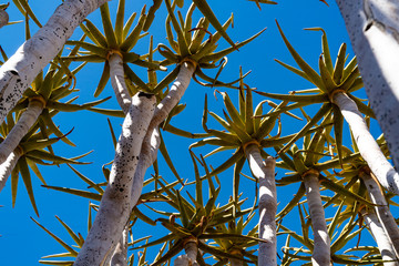 Quiver tree forest at Keetmanshoop