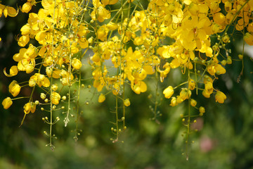 Cassia fistula or golden shower national flower