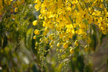 Obraz na płótnie Canvas Cassia fistula or golden shower national flower