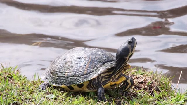 Turtle at waters edge