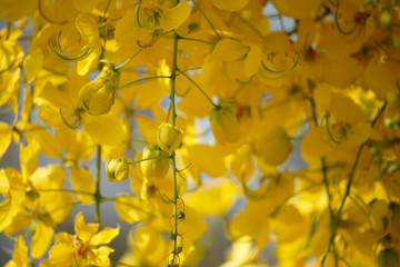 Cassia fistula or golden shower national flower