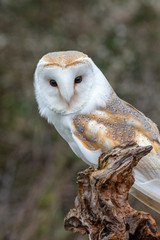 European Barn Owl (Tyto Alba) in completely natural habitat