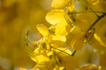 Obraz premium Cassia fistula or golden shower national flower
