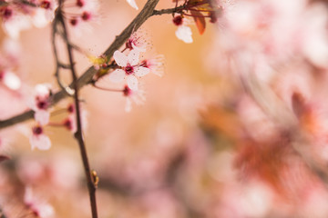 Cherry blossom at spring morning in park 