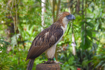 Philippine Eagle, Monkey eating eagle, Malagos, Davao City, Philippines