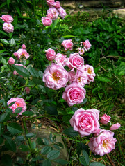 Pink Tea Roses in the Garden