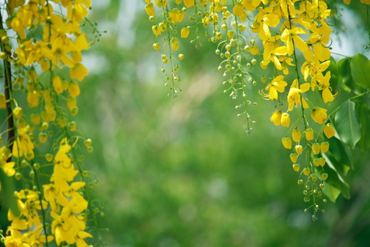 Cassia fistula or golden shower national flower