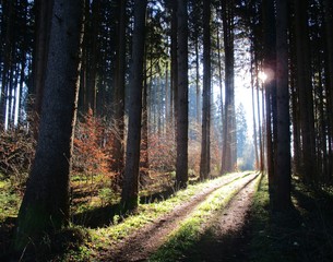 Wald- Forstweg mit Sonneschein