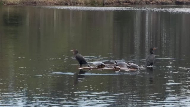 Cormorants and turtles on water raft