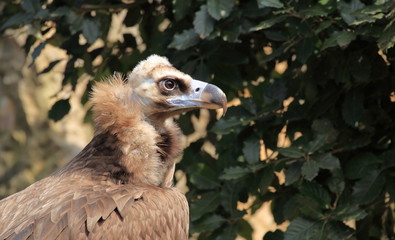 Portrait du vautour moine