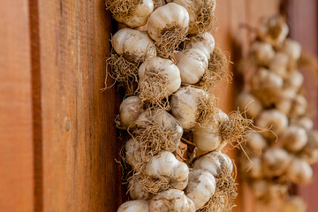 Garlic bunch: Garlic was ready to use in a group of bunch