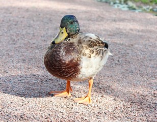 Duck