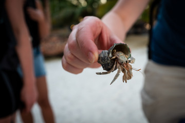 A hermitcrab on Koh Lipe in Thailand